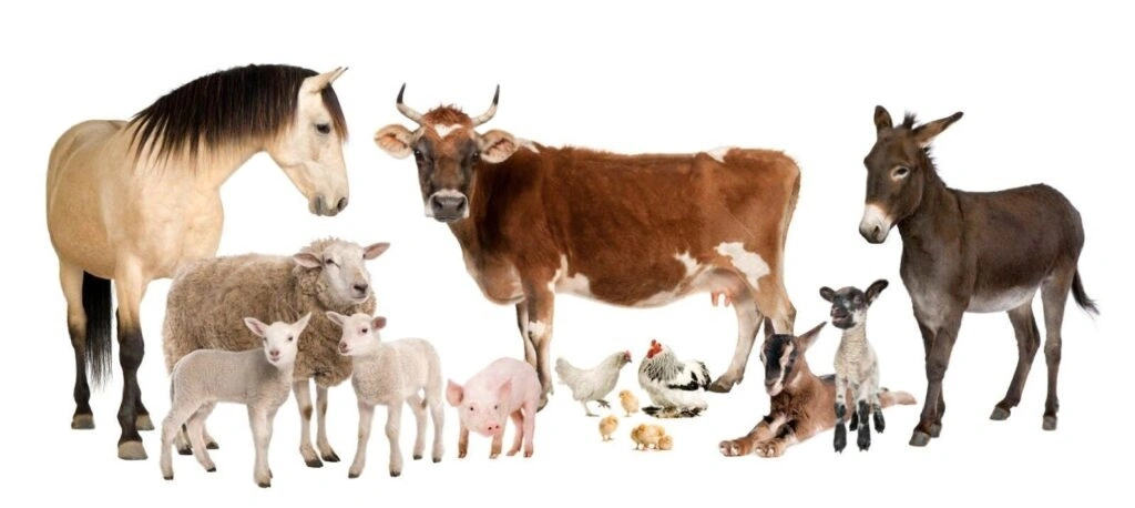 Veterinary medicine suppliers